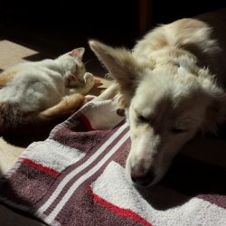 TBTBO-CatAndDogSleeping.jpg